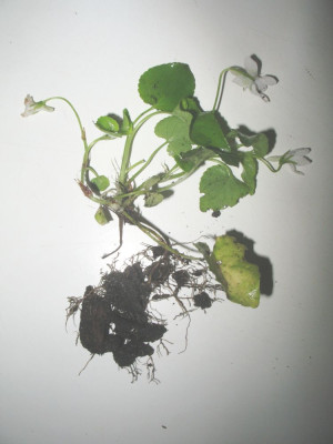 IMG_7511_Viola_wei.jpg