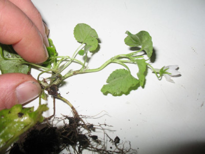 IMG_7513_viola_wei_Spross_mit_Bluten.jpg