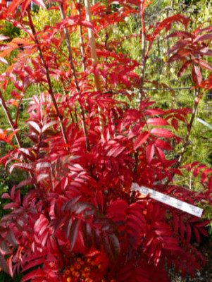 Sorbus_aucuparia_Autumn_Spire_a.JPG