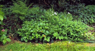 p_SDIM0040_Cardamine_Astilben.jpg