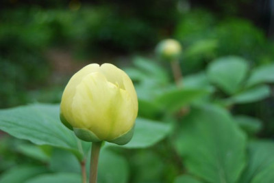 Molly_knospig_09.jpg