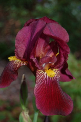 DSC_0002_Iris_barbata.jpg