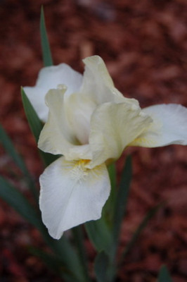 DSC_0004_Iris_dwarf_bearded.jpg