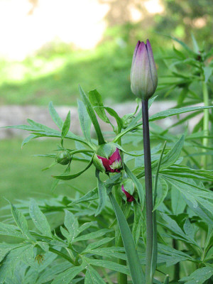 paeonia_veitchii_woodwardii_knospekl.jpg