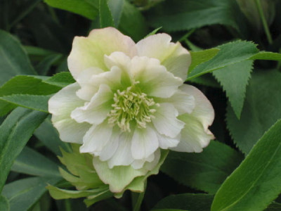 Toto_Helleborus_in_Weiss.jpg