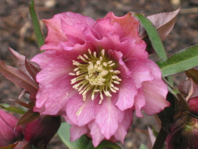 Gefuellt_toto_rosa_3_09.jpg