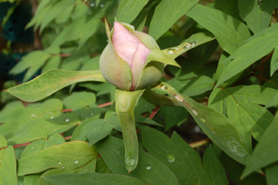 Fen_Jin_Yu_0010__44448.jpg