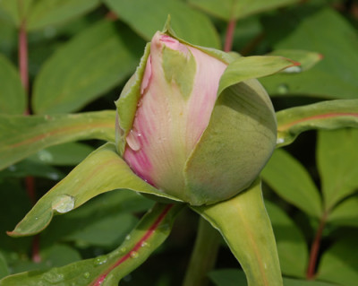 Fen_Jin_Yu_0011__44449.jpg