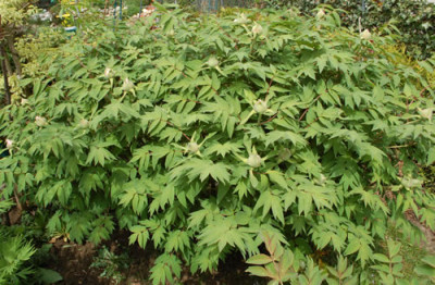 Fen_Jin_Yu_0012__44450.jpg
