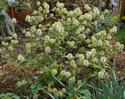 Federbuschstrauch_0010__44467.jpg