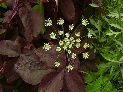 Cryptotaenia_Ammi.jpg
