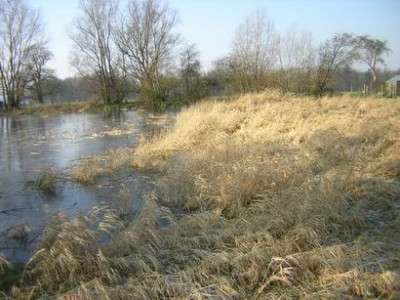 Wiese3.JPG