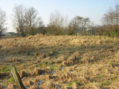 Wiese2.JPG