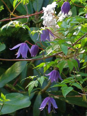 Clematis_alp.jpg