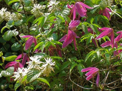Clematis_alpina_rot_IMG_2203.jpg