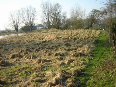 Wiese1.JPG