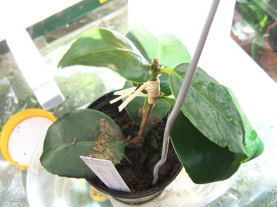 100_2018__cleft_grafting_with_small_shoot___800.jpg