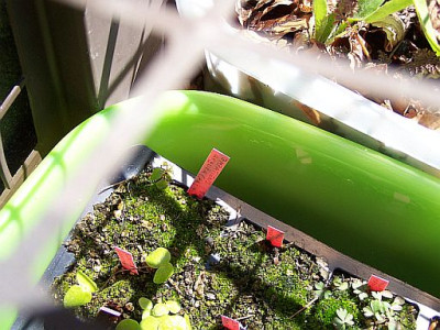 100_2023_Impatiens_arguta_left_seedling____500.jpg