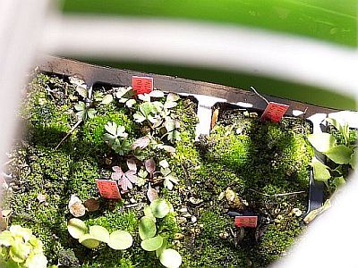 100_2024_Anemone_rupicola_seedlings___400.jpg