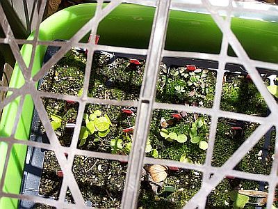 100_2025_covered_seedlings___400.jpg