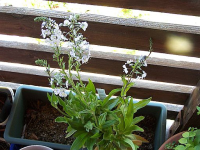100_2026_Veronica_gentianoides____500.jpg