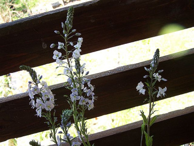 100_2027_Veronica_gentianoides_2____640.jpg
