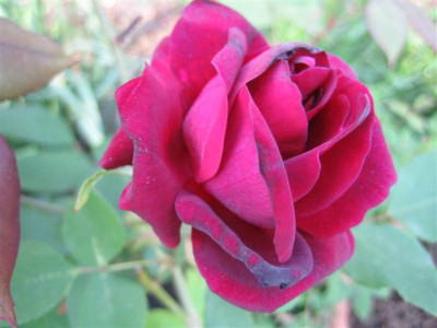 IMG_4475_Small.JPG