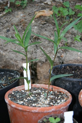 Lilium_lancifoliumIMG_3414jpg.jpg