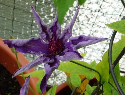 clemaclematis11.jpg
