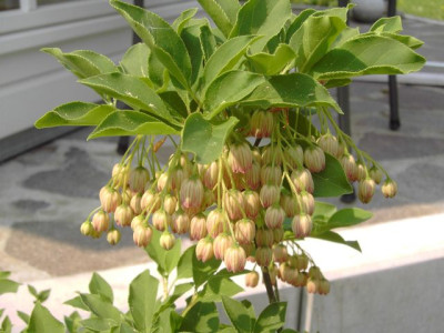 Enkianthus_campanulatus.jpg
