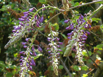 Wistaria_sinensis1_IMG_2209.jpg