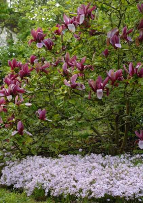 Phlox_subulata_Candy_stripes_klein.jpg