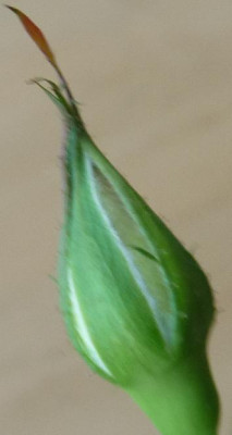 P1000826.JPG