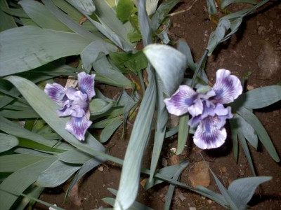 Iris_2009_172.jpg