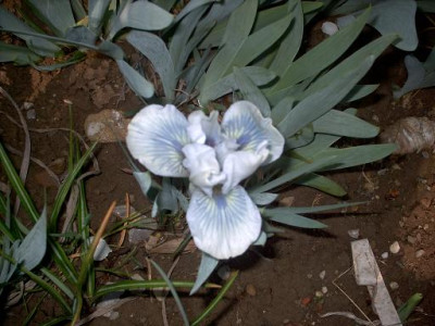 Iris_2009_175.jpg
