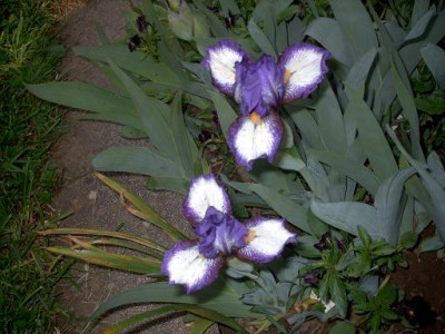 Iris_2009_157.jpg