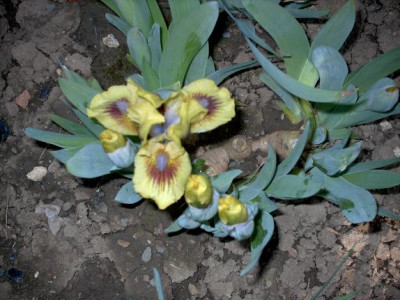 Iris_2009_187.jpg