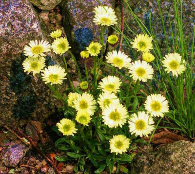 Erigeron_aureus_2009-05-01.JPG