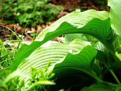 jade_cascade_detail.jpg