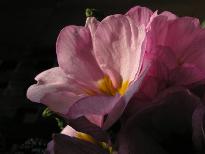Prim-Feb-1.jpg