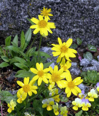Arnica_rydbergii_2009-05-01.JPG