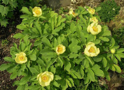 Paeonia_daurica_ssp._mlokosewitschii__2009-05-01.JPG