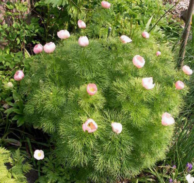 Paeonia_tenuifolia_rosea_2009-05-01.JPG