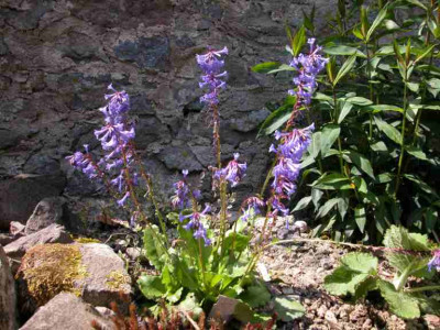 Wulfenia.jpg