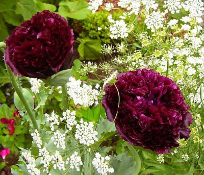 Mohn_Black_Paeony.jpg