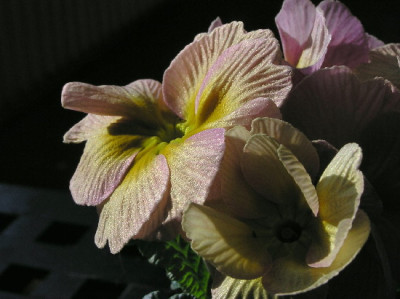 Prim-Feb-2.jpg