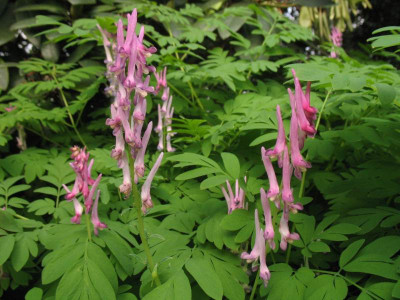 IMG_7470_Corydalis_scouleri.jpg