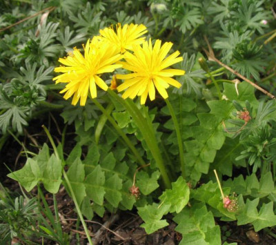 IMG_7484_Aposeris_foetida.jpg