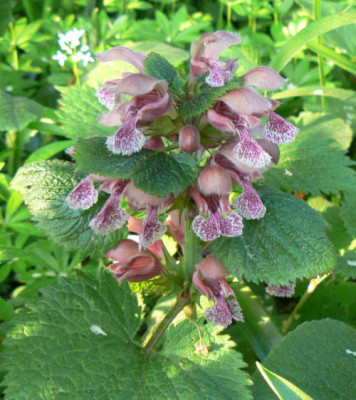 Lamium_orvala_090501_a.jpg
