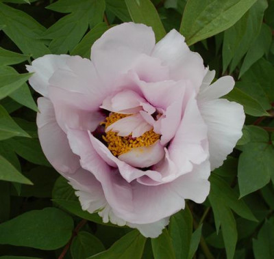 Fen_Jin_Yu_0010__44570.jpg